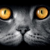 Gold Coast Website Designs